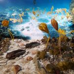 trylobity i liliowce